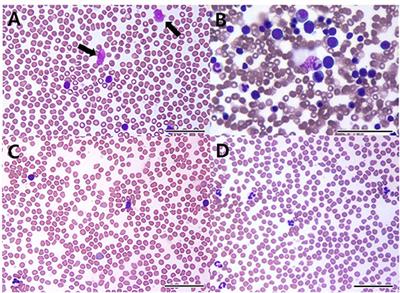 Case Report: Long-Term Survival of a Dog With Chronic Lymphocytic Leukemia Treated With Chlorambucil, Prednisolone, and Imatinib